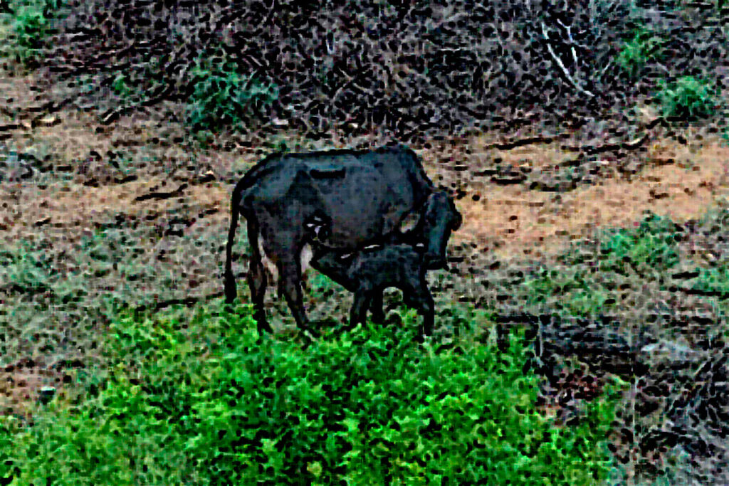 vaca acaba de parir