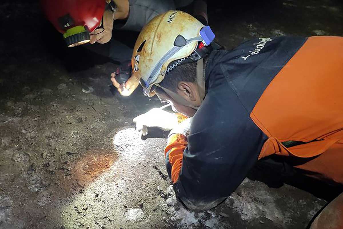 Inseto de 1mm em risco de extinção é encontrado em caverna