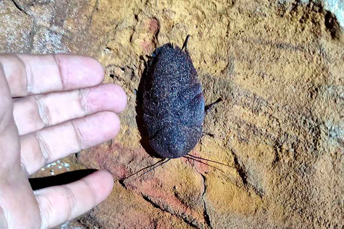 Inseto de 1mm em risco de extinção é encontrado em caverna