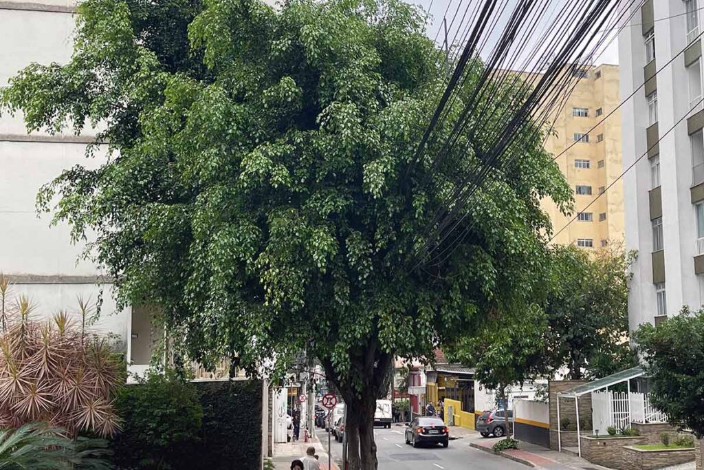 ARVORES---rua-Santo-Antônio---FELIPE-COURI