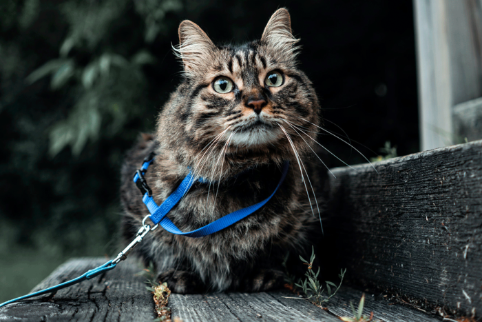 Gato pode passear? Confira dez dicas para caminhar com seu bichano na rua