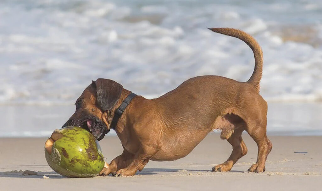 Especial Pet férias - cuidado com os cachorros na praia