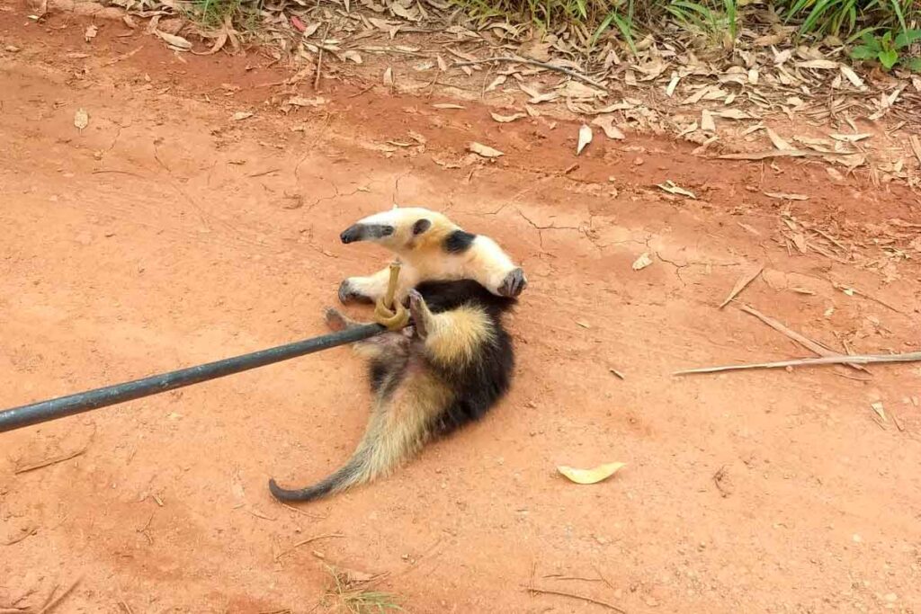 tamandua carandai bombeiros destacada site