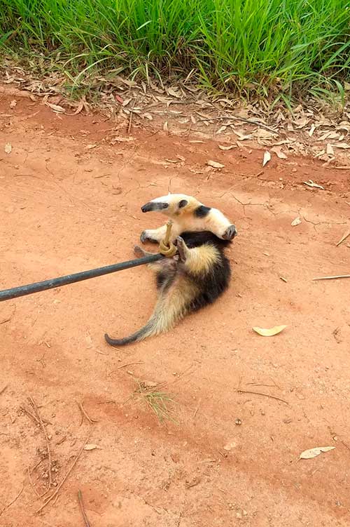 tamandua carandai bombeiros