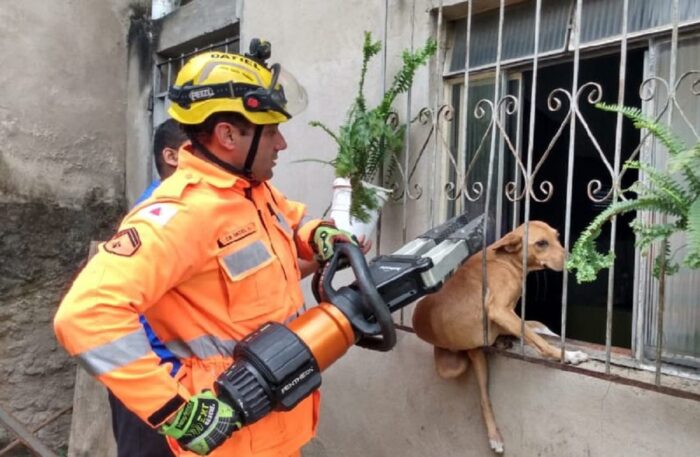 cadela resgatada em Barbacena Corpo de Bombeiros