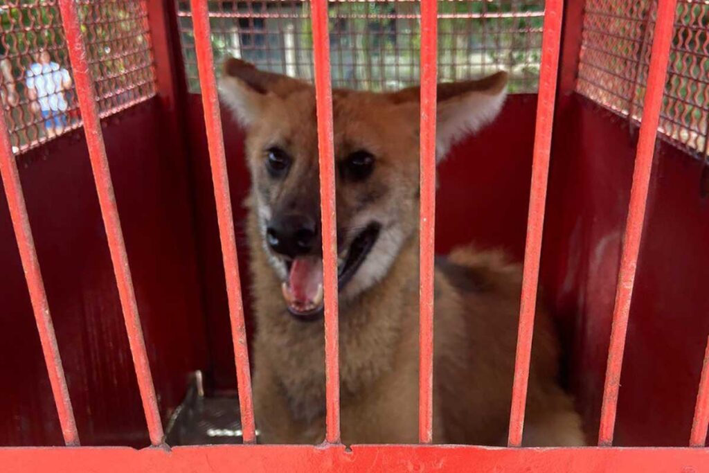 lobo guara divulgacao corpo de bombeiros