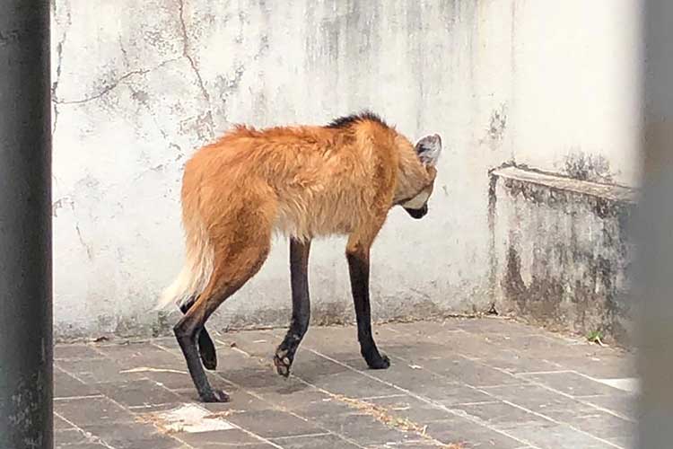 lobo guara divulgacao corpo de bombeiros 2