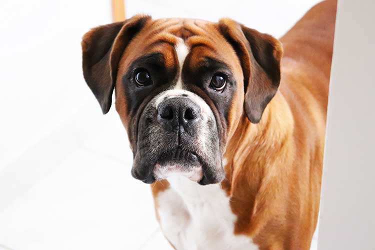 PET BOXER lucie helesicova unsplash