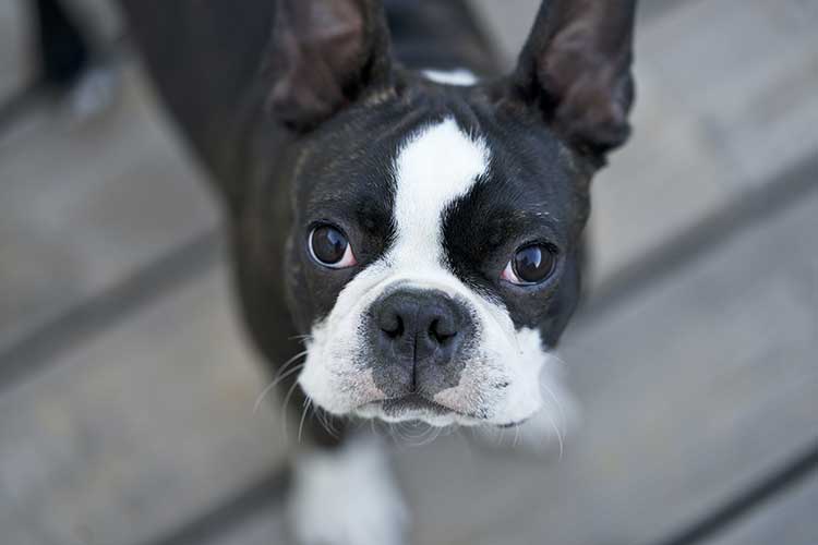 PET BULDOGUE FRANCES igorthegoodboy unsplash