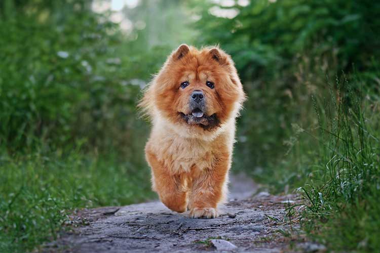 PET CHOW CHOW lukasz rawa unsplash