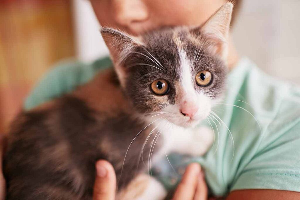 Vai adotar um gato? veja oito dicas essenciais