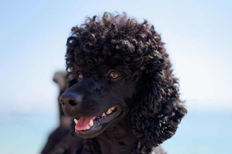 PET POODLE lavi cella unsplash