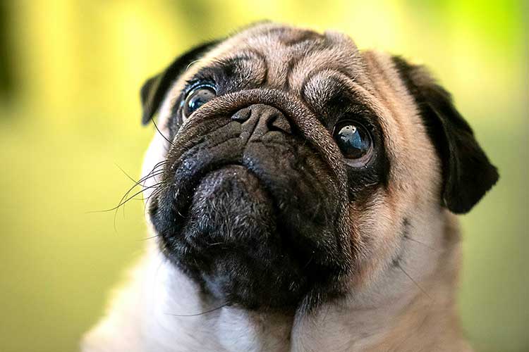 PET PUG colin horn unsplash