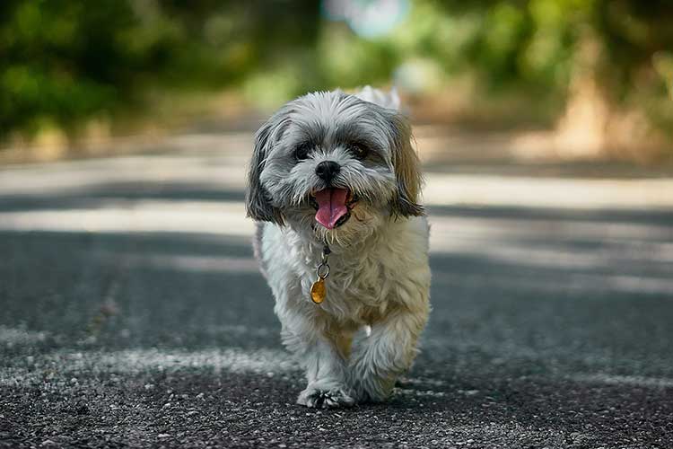 PET SHIH TZU nikolay tchaouchev unsplash