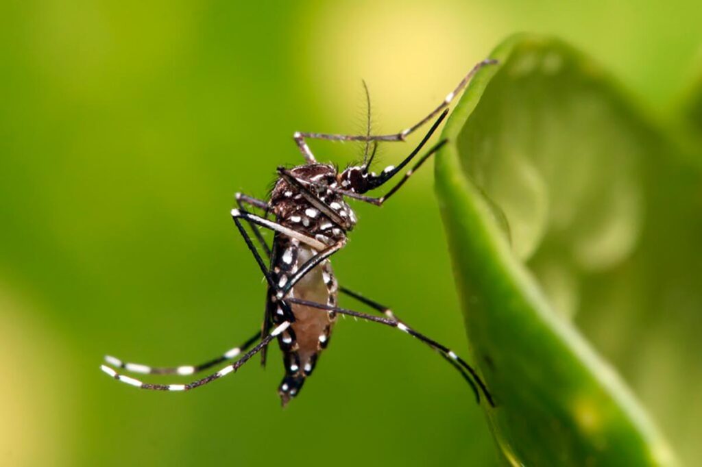 Aedes, transmissor da dengue