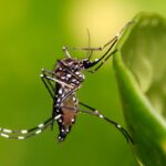 Aedes, transmissor da dengue