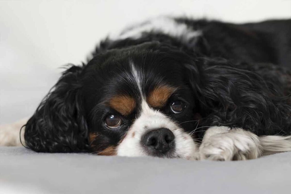 Cavalier-king-charles-spaniel---ESPECIAL-PET