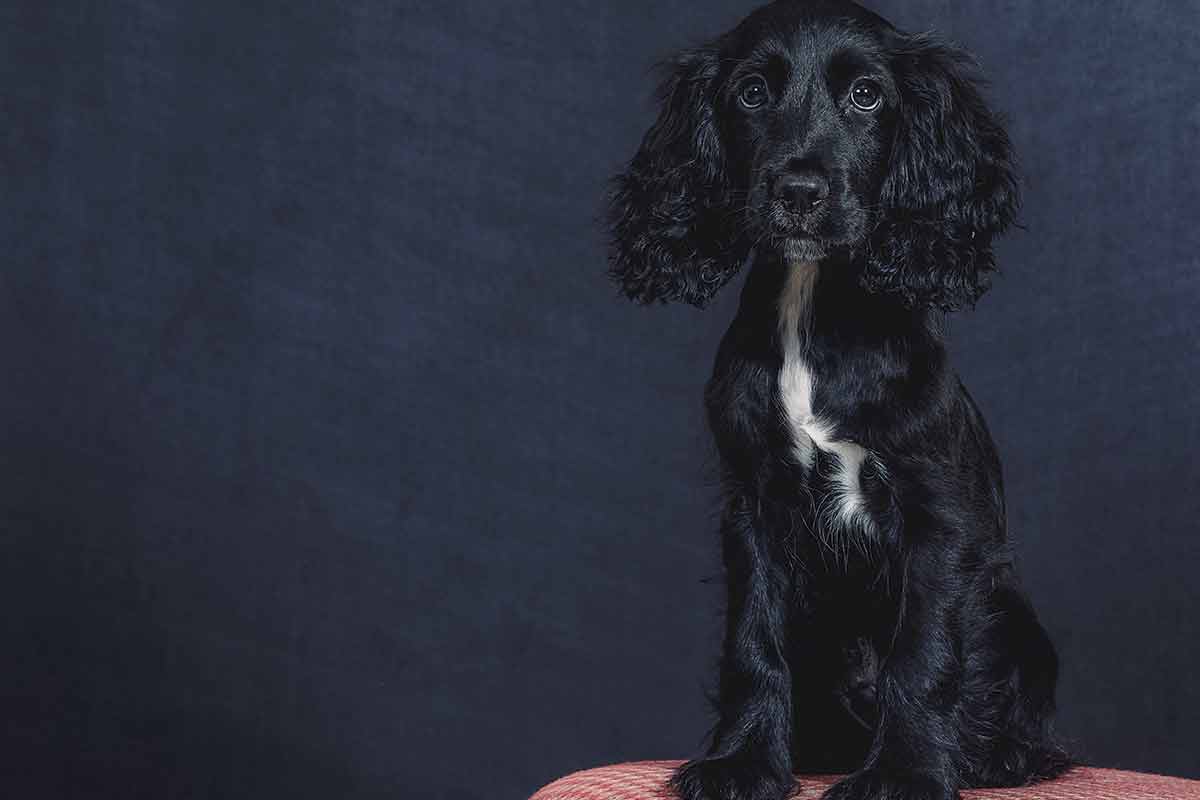 Cocker-spaniel-inglês---ESPECIAL-PET