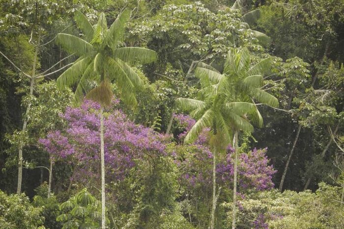PALMEIRA JUCARA Helcio Lavall 16 1