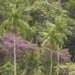 Palmeira-juçara ou palmito-juçara