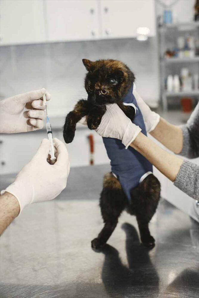 Cuidados após a castração do gato