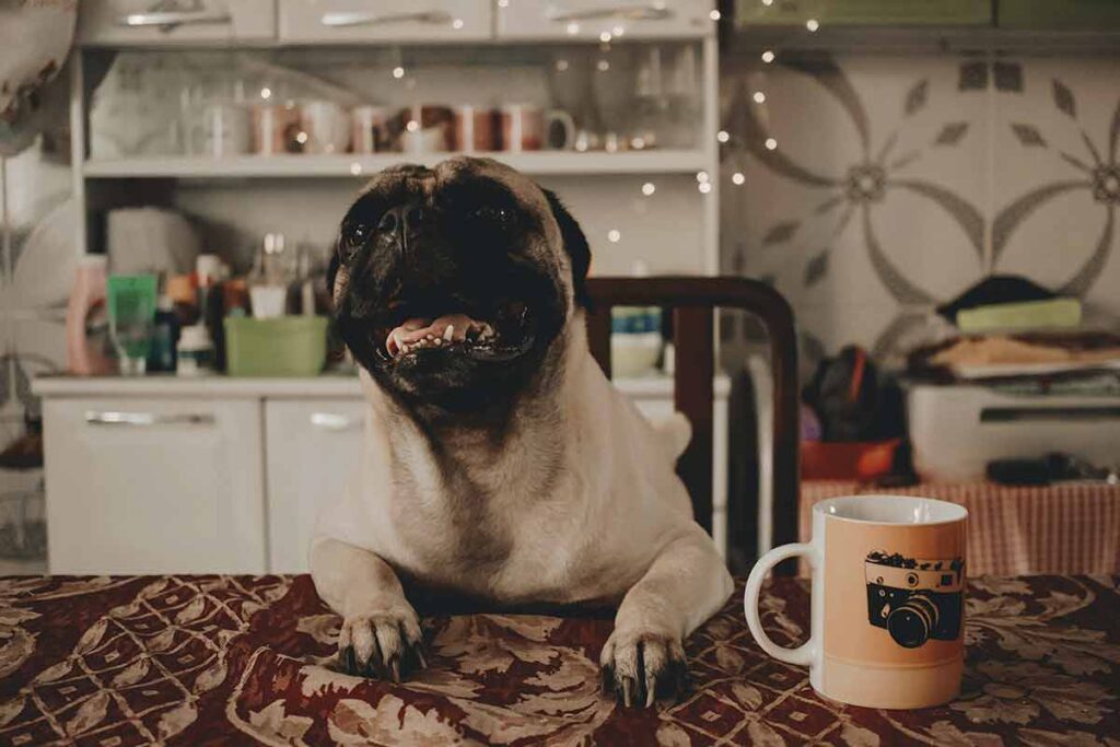 Pug-ESPECIAL-PET---Pexels