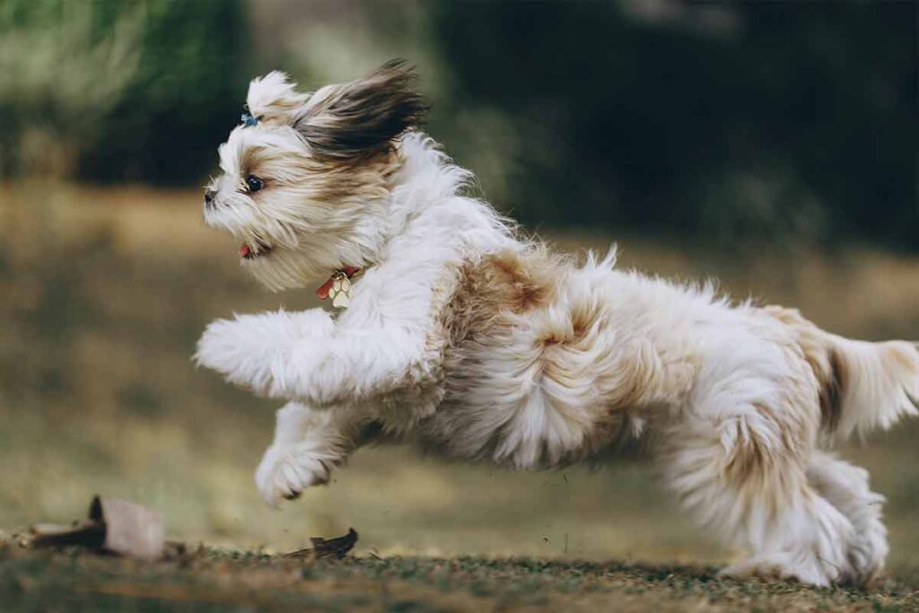 Raças de cachorro para apartamento