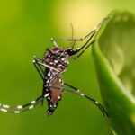 Aedes aegypti