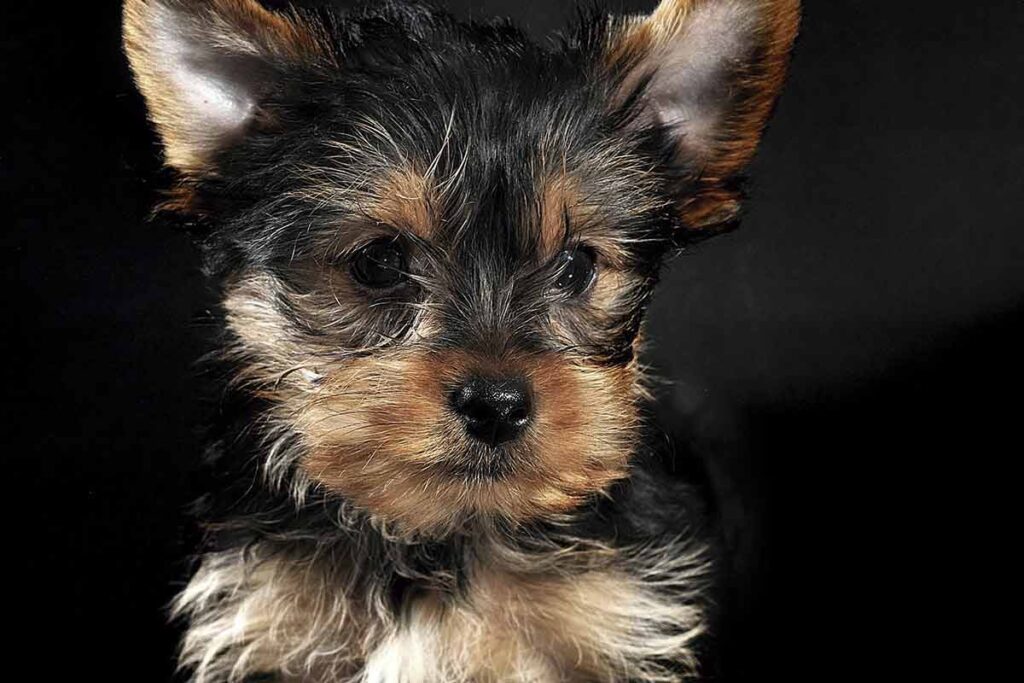 Yorkshire-terrier---ESPECIAL-PET