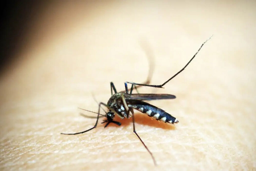 dengue