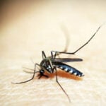 Impacto das mudanças climáticas: casos de dengue disparam no Sul do país; entenda relação 2 dengue
