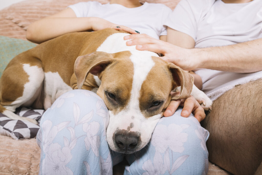 dog with owners morning