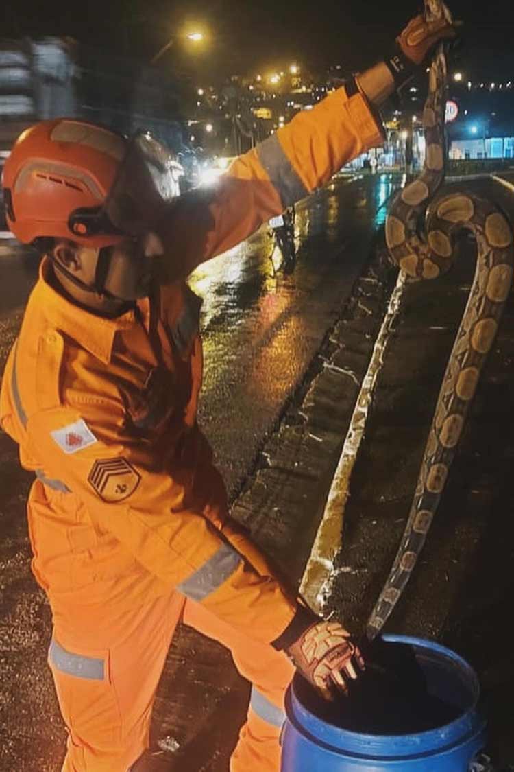 jiboia muriae divulgacao corpo de bombeiros