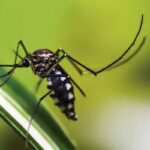 Aedes Aegypti - transmissor da dengue