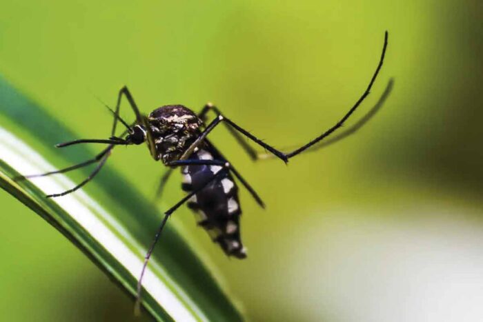 Aedes Aegypti - transmissor da dengue