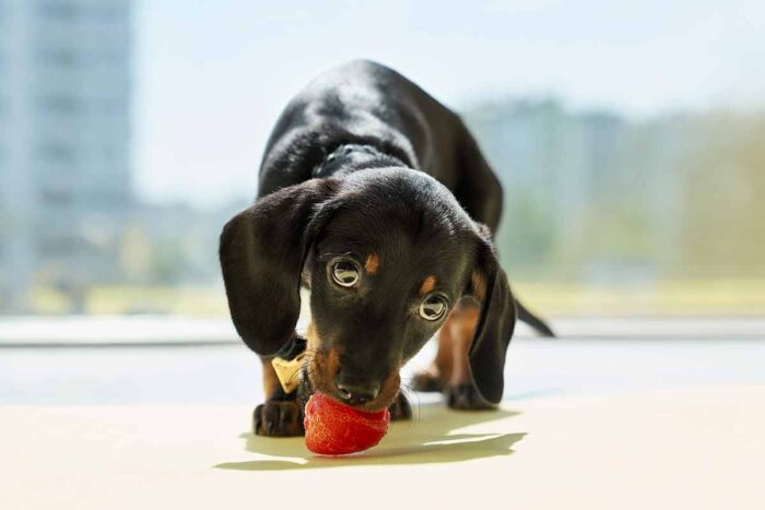 PET comendo fruta Freepik