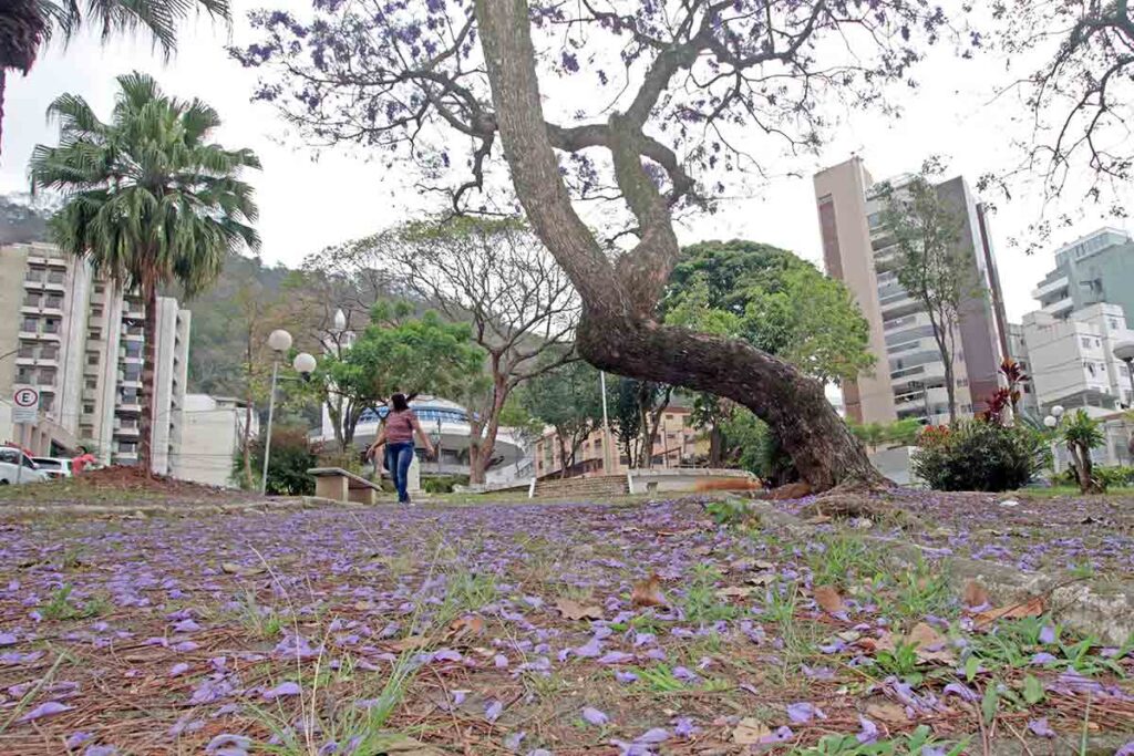 arvore cidade arvore ONU JF Leonardo Costa Arquivo TM