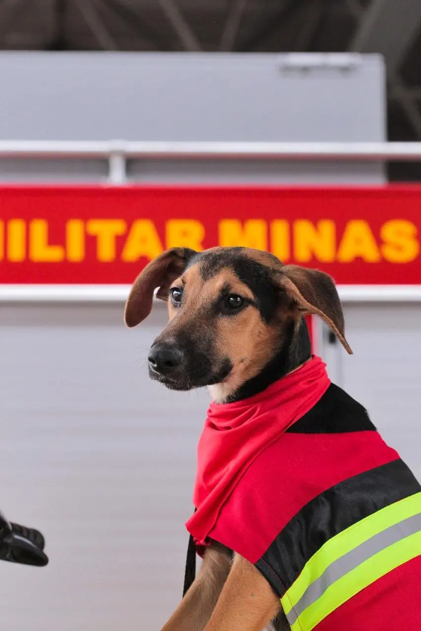 campanha de doação cachorros 10 - Thiago Castilho