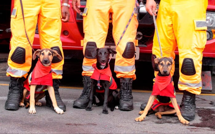 Doguinhos modelando com militares do Corpo de Bombeiros (Foto: Thiago Castilho/Amor não tem raça)