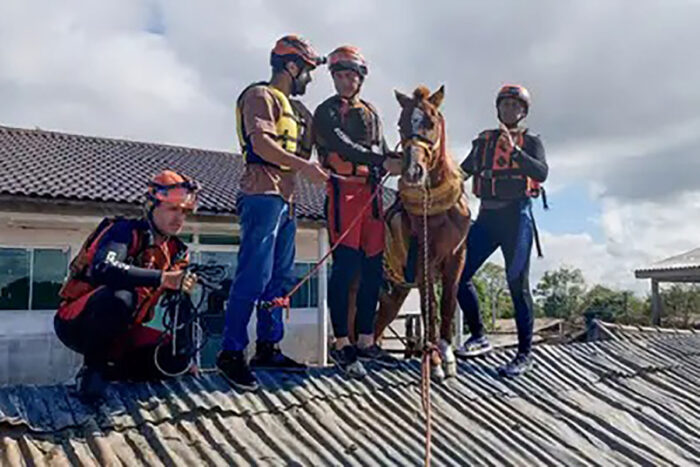 Cavalo Caramelo CorpodeBombeiros RS