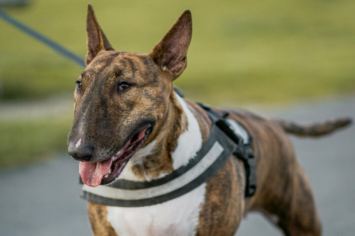 Bull terrier