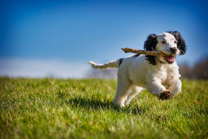 cachorro by pixabay