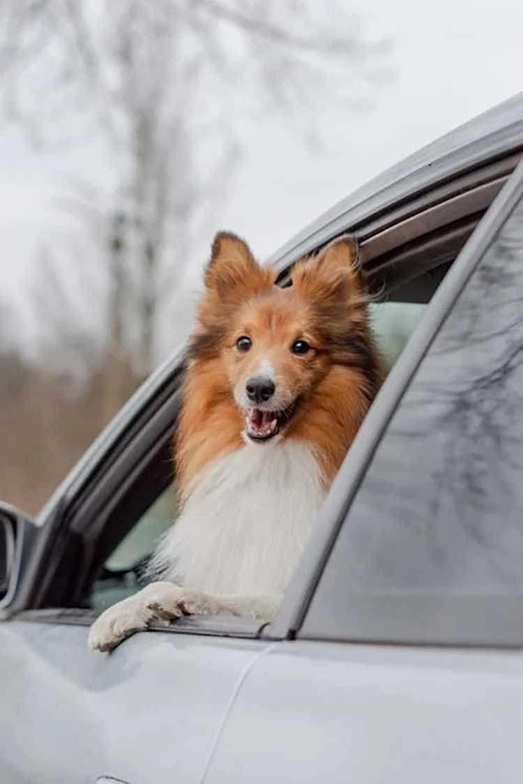 cachorro no carro 2