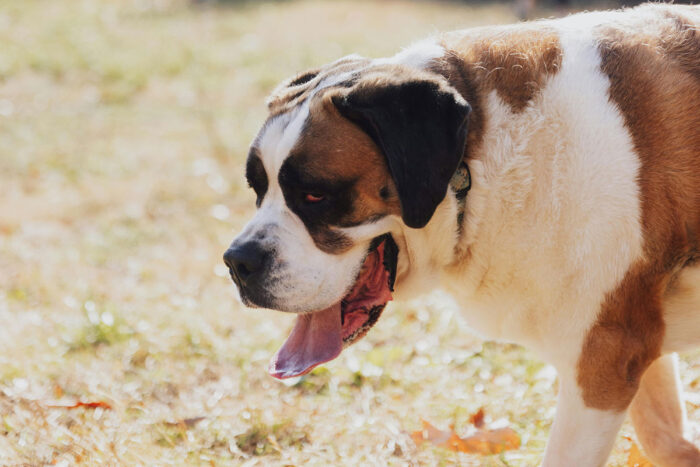 cachorro sao bernardo by pexels