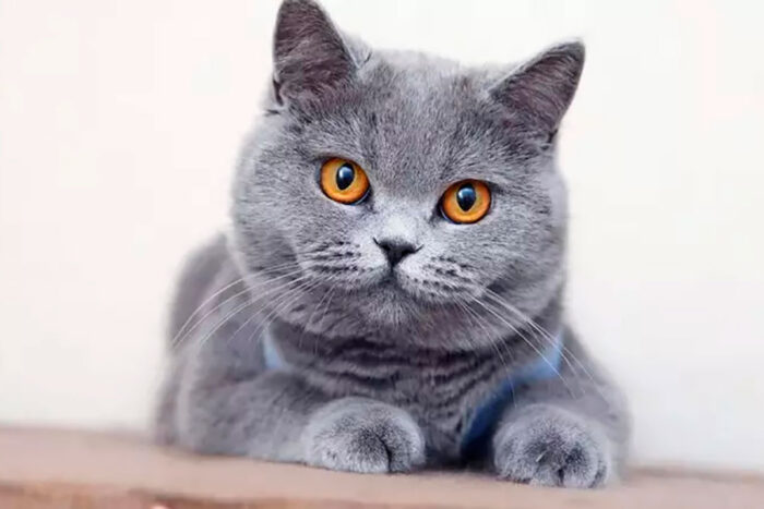 gato British shorthair by shutterstock fotomirta portal edicase editada