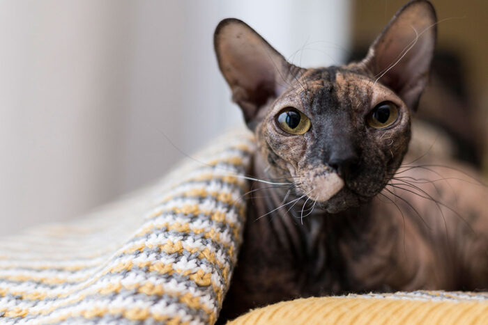 gato Cornish rex by freepik