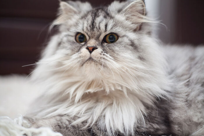 gato Maine Coon by freepik