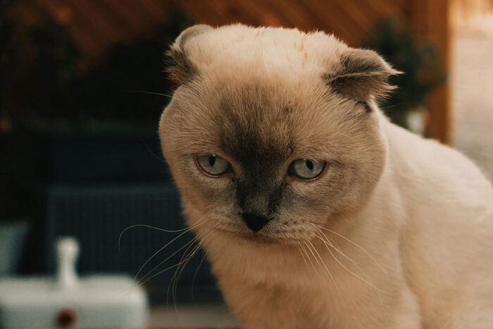 gato Scottish fold by pexels