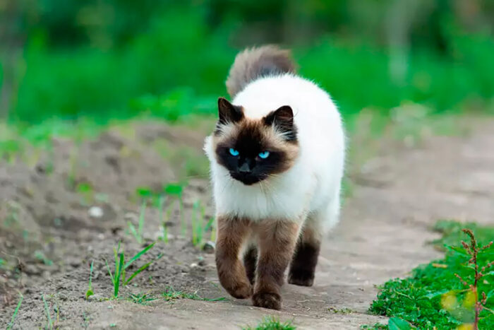 gato himalaio by shutterstock portal edicase editada