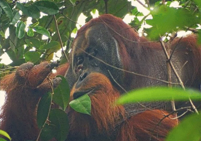 orangotango usando planta medicinal 884x620 1